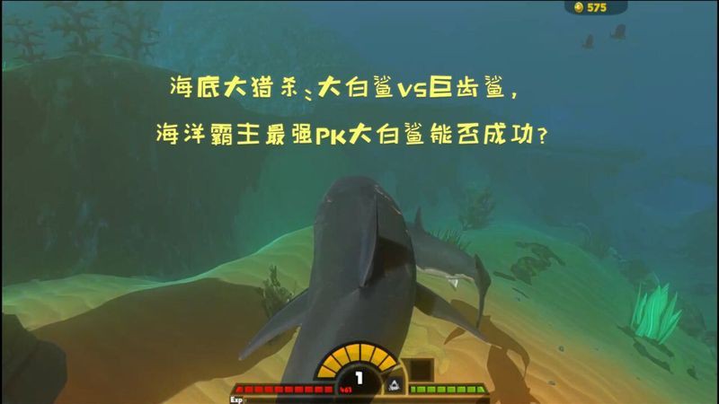 鋸鰩殺大白鯊魚視頻，海底大獵殺:鋸鰩與大白鯊的對抗尚未發(fā)現(xiàn)直接記錄兩者搏殺