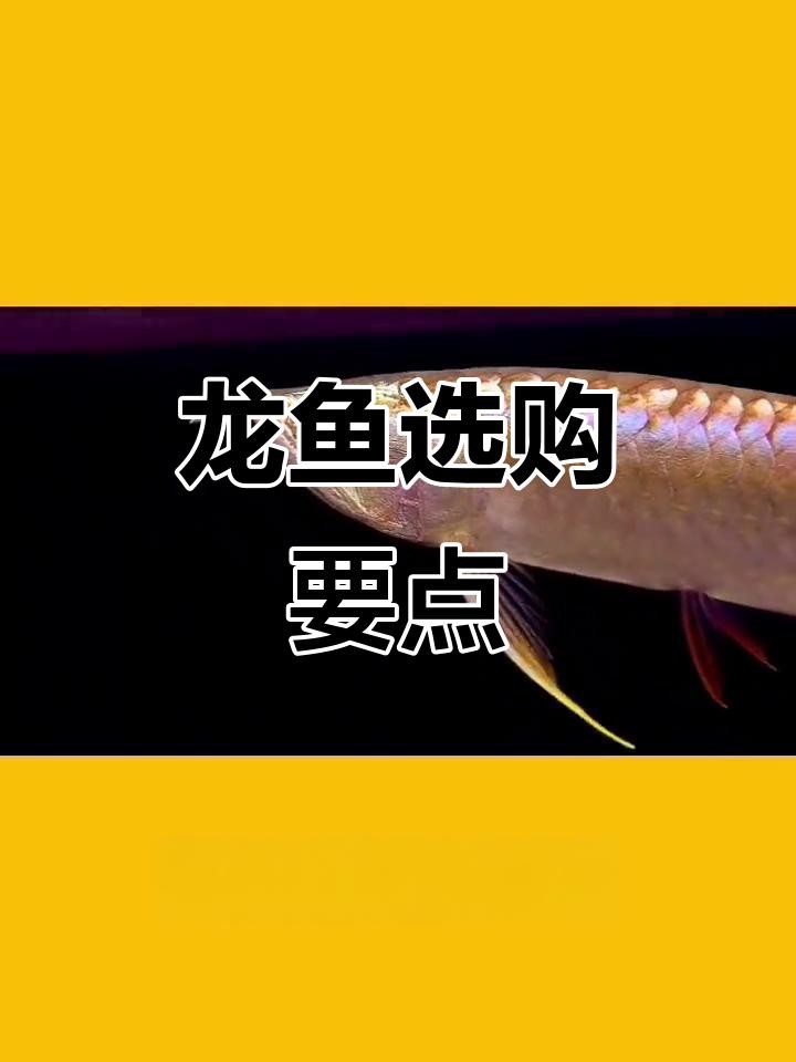 如何辨別龍魚的品質(zhì)，如何挑選頂級(jí)龍魚鱗片厚度和顏色決定顏值教你輕松辨別真假紅龍魚