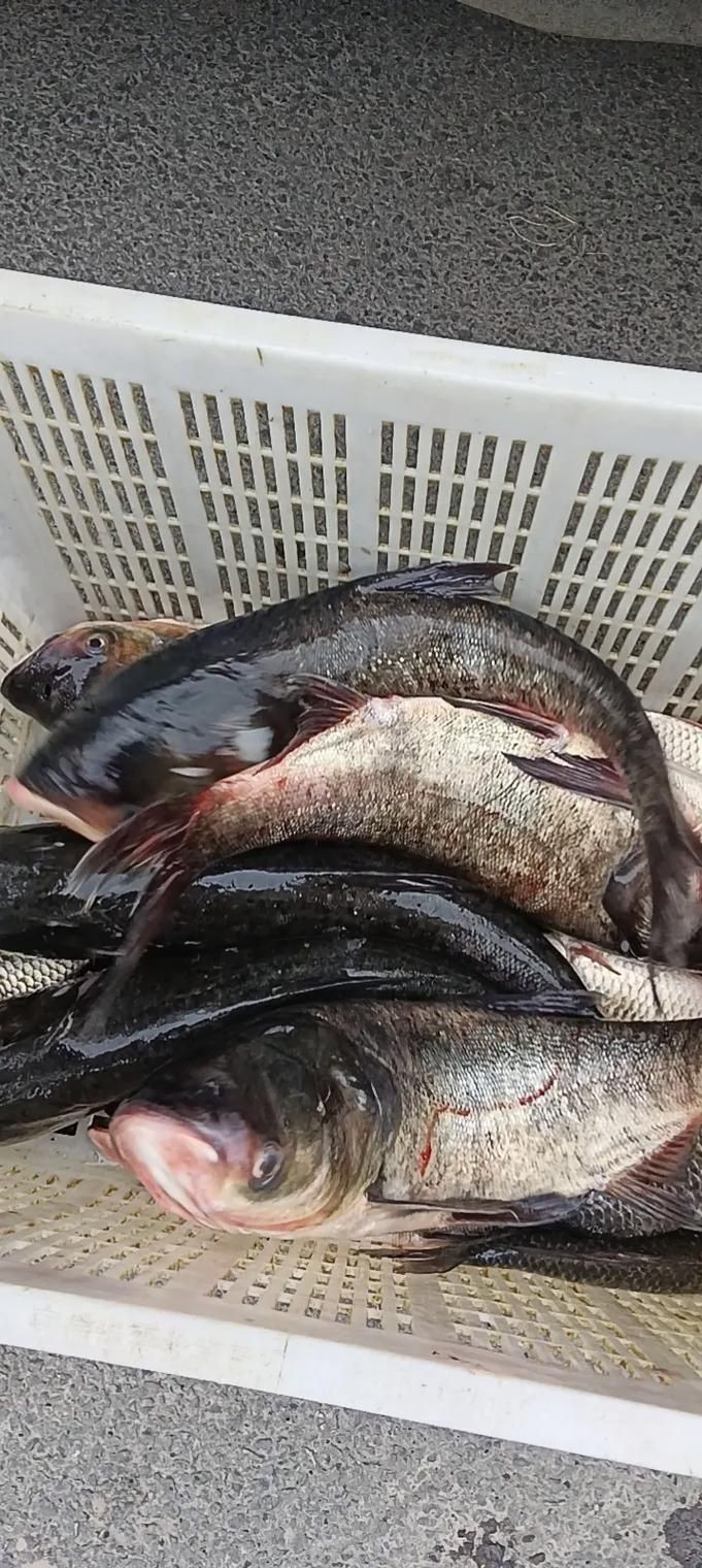 鰱魚圖片100張，夏季野釣鰱鳙,白鰱和花鰱有哪些區別應該怎么釣魚