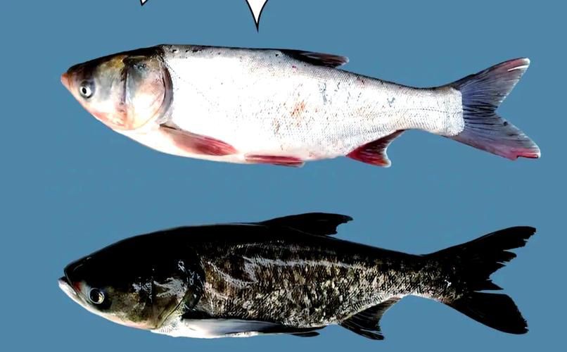 鰱魚圖片100張，夏季野釣鰱鳙,白鰱和花鰱有哪些區別應該怎么釣魚