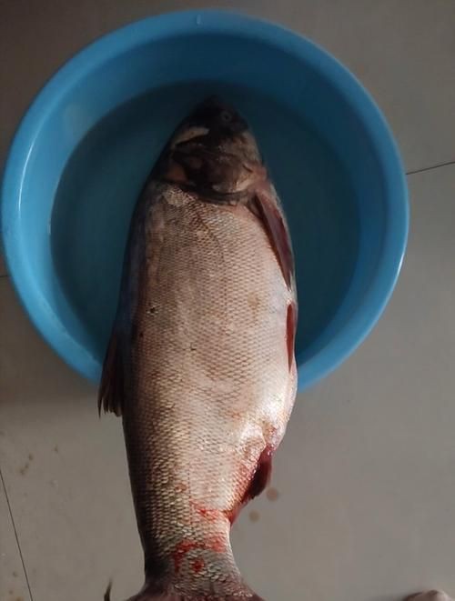 鰱魚圖片100張，夏季野釣鰱鳙,白鰱和花鰱有哪些區別應該怎么釣魚