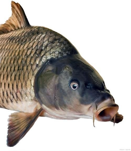 鰱魚圖片100張，夏季野釣鰱鳙,白鰱和花鰱有哪些區別應該怎么釣魚