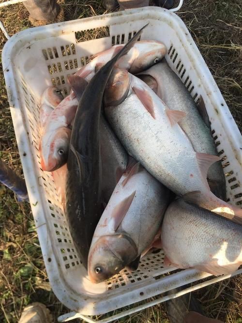 鰱魚圖片100張，夏季野釣鰱鳙,白鰱和花鰱有哪些區別應該怎么釣魚