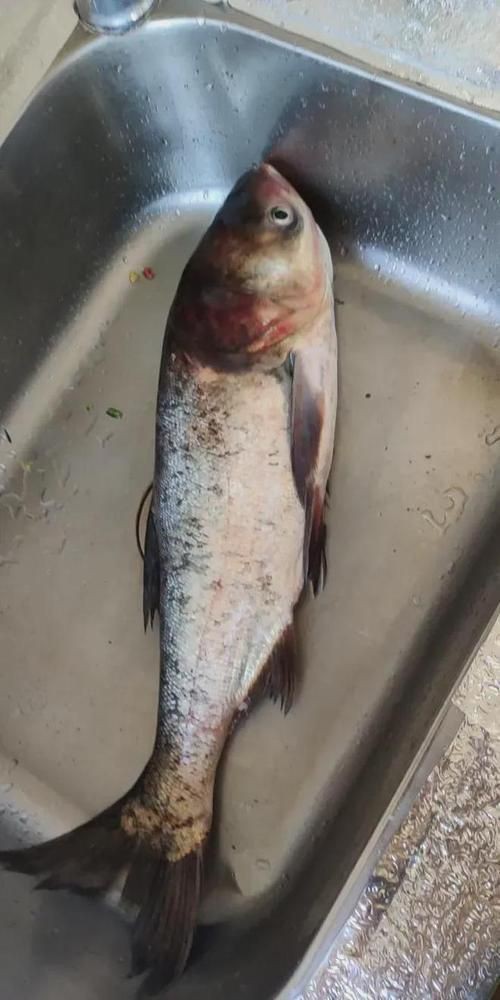 鰱魚圖片100張，夏季野釣鰱鳙,白鰱和花鰱有哪些區別應該怎么釣魚