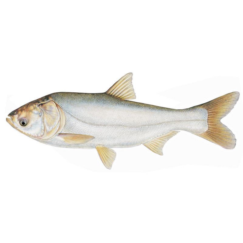 鰱魚圖片100張，夏季野釣鰱鳙,白鰱和花鰱有哪些區別應該怎么釣魚