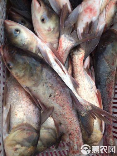 鰱魚圖片100張，夏季野釣鰱鳙,白鰱和花鰱有哪些區別應該怎么釣魚