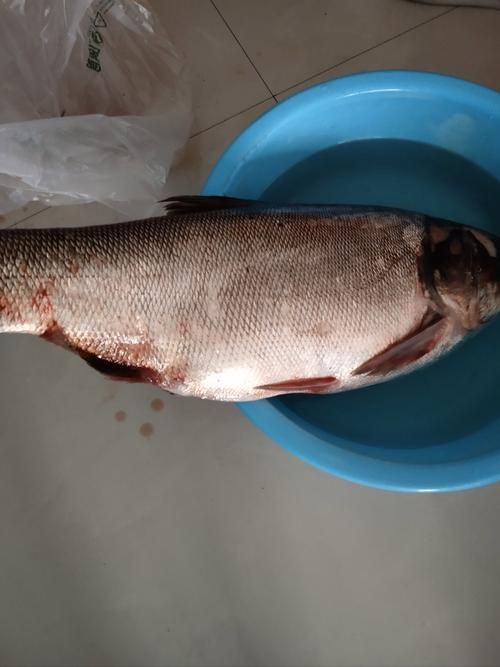 鰱魚圖片100張，夏季野釣鰱鳙,白鰱和花鰱有哪些區別應該怎么釣魚