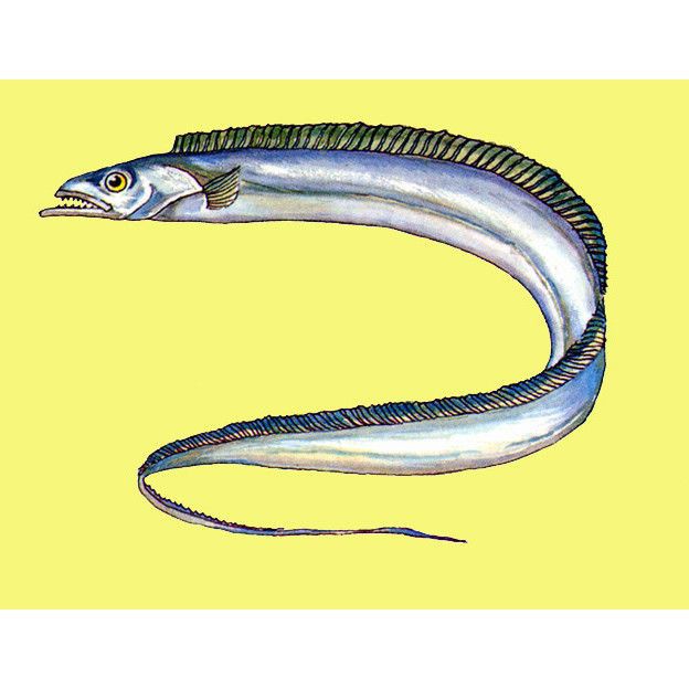 和刀魚相似的魚，《和刀魚相似的魚》