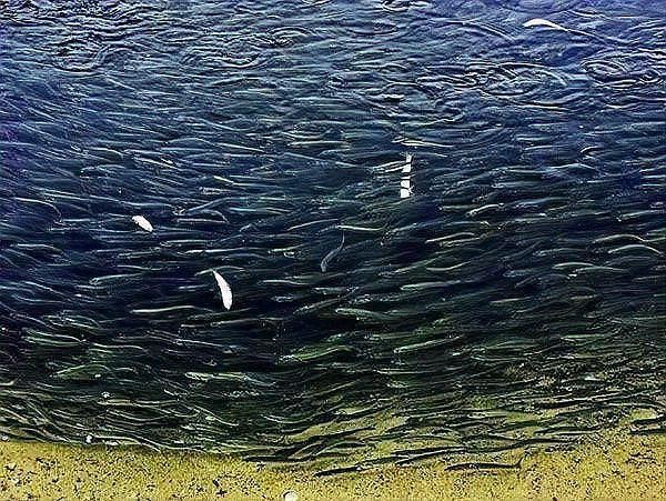 和刀魚相似的魚，《和刀魚相似的魚》