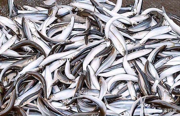 和刀魚相似的魚，《和刀魚相似的魚》