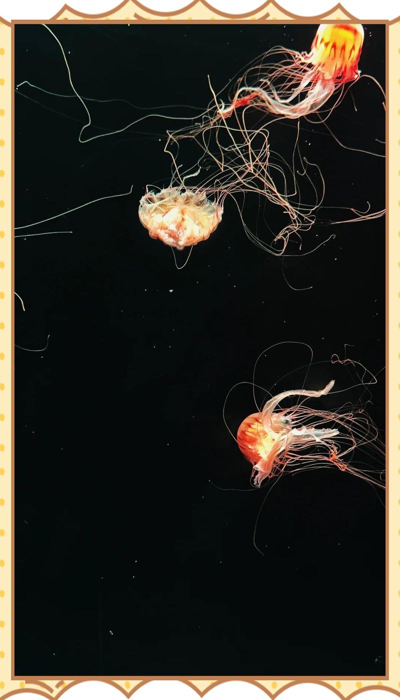 淮安水族館，淮安旅游攻略：淮安戰(zhàn)嬉水世界