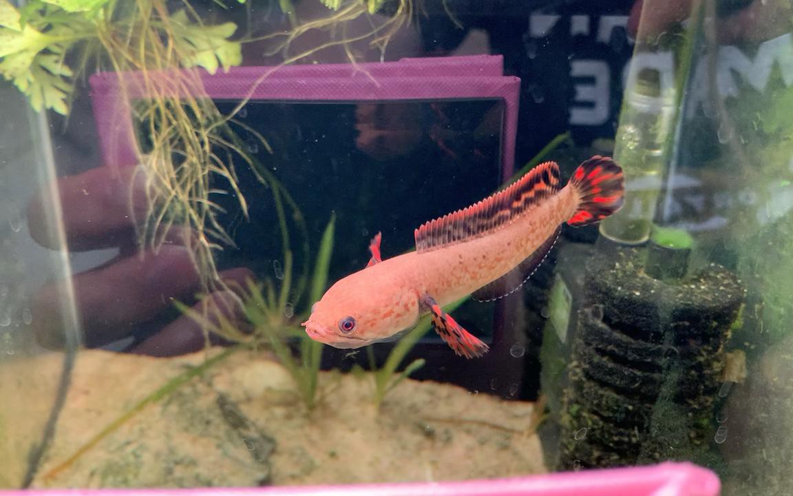 哪些品種的雷龍魚不趴缸？，互動性較好且不易趴缸的雷龍魚品種推薦