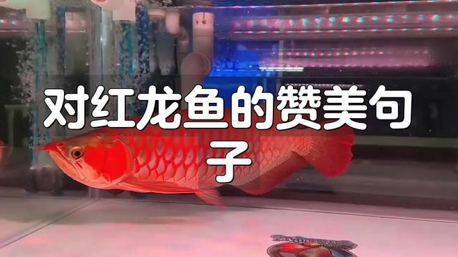 哪種觀賞角度最能展現紅龍魚的魅力？，紅龍魚的觀賞魅力