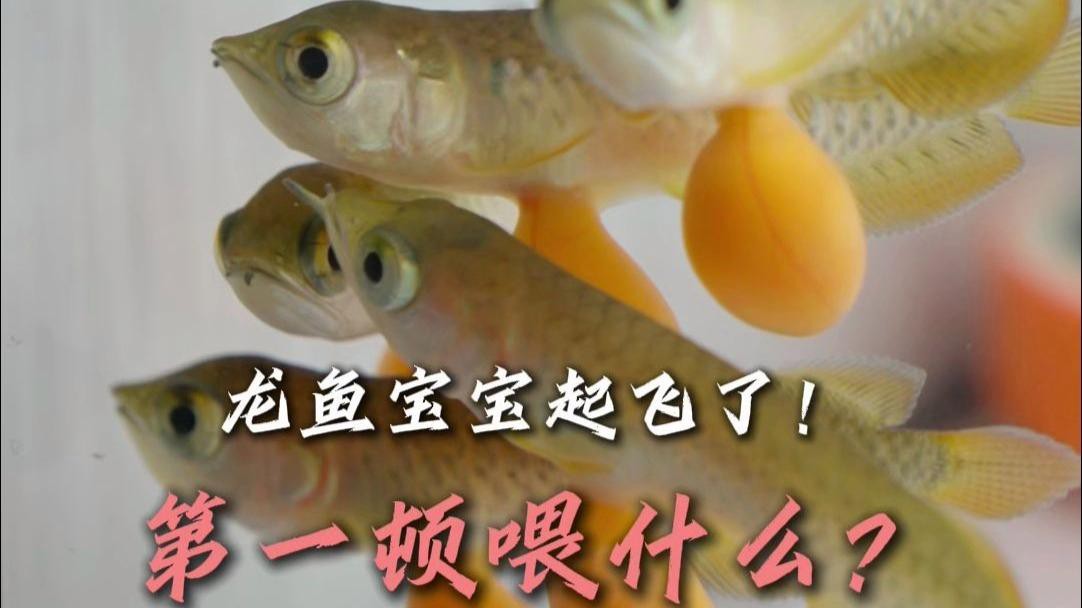 再給我?guī)讉€(gè)紅龍魚互動(dòng)的案例，四川地震前，紅龍魚與主人互動(dòng)的典型案例：龍魚寶寶起飛成功