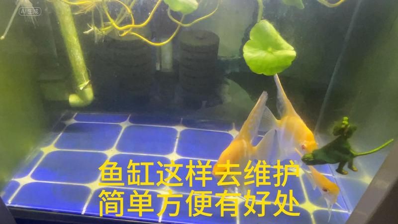 博爾塔拉蒙古自治州魚缸維護，博爾塔拉蒙古自治州的魚缸維護服務展現出獨特活力