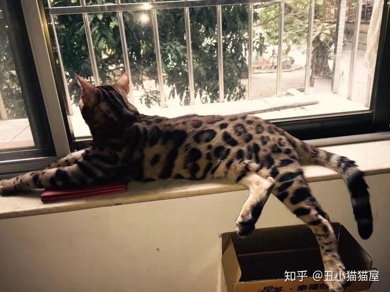 貓會傷害龍貓嗎，關于龍貓的一些問題