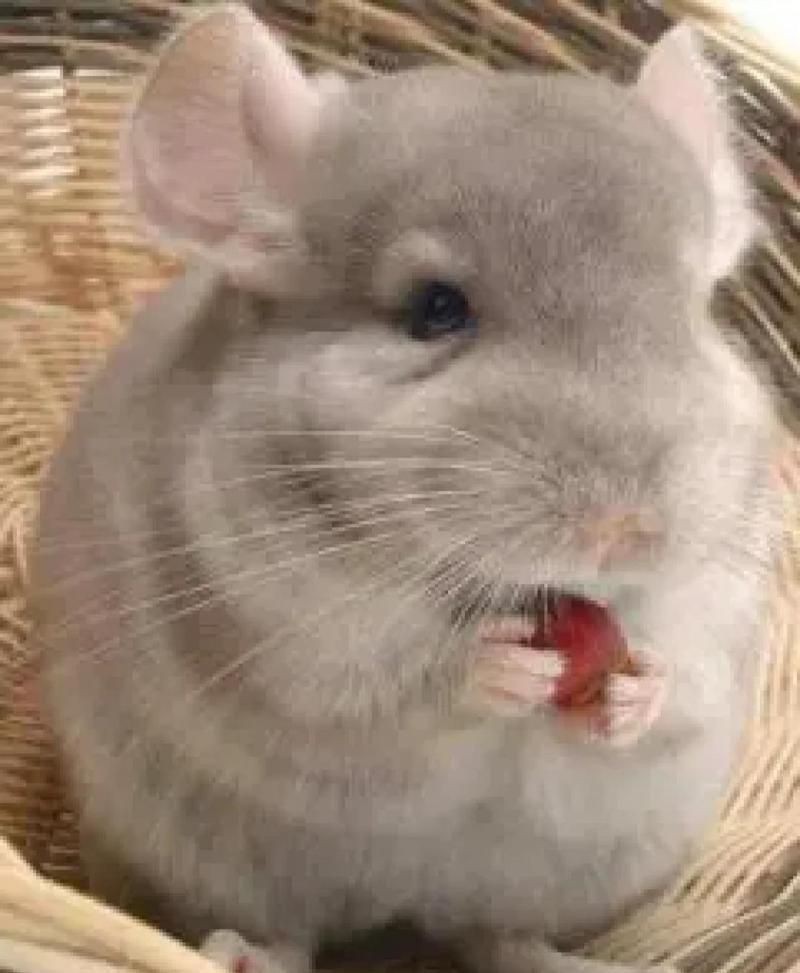 貓會傷害龍貓嗎，關于龍貓的一些問題