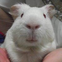 貓會傷害龍貓嗎，關于龍貓的一些問題