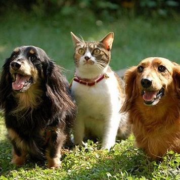 貓會(huì)傷害龍貓嗎，關(guān)于龍貓的一些問(wèn)題