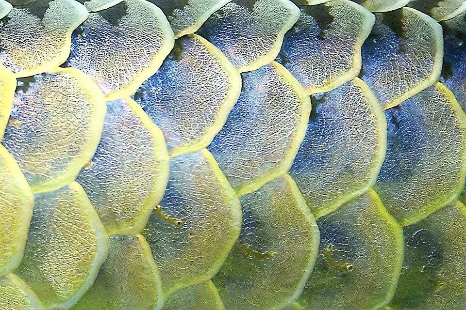 哪些情況下龍魚鱗片充血會自愈？，龍魚鱗片充血會自愈嗎？