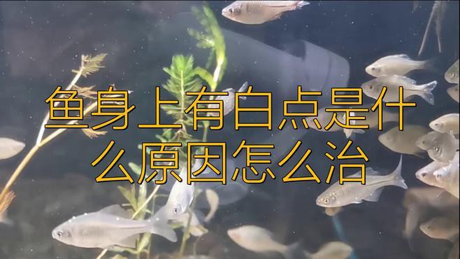 如何判斷龍魚是否得了白點病，龍魚白點病原因及治療方法全解析