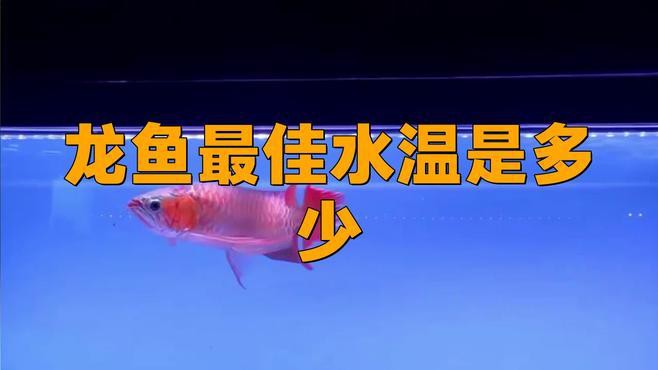 如何判斷龍魚是否適應當前水溫？，如何判斷龍魚是否適應當前水溫