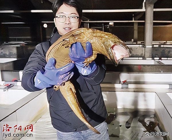 孟津龍魚店，洛陽孟津魚火鍋探店:傳承黃河大鯉魚(孟津店)