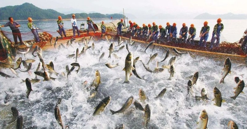 寧武龍魚店，寧武龍魚店以極致嚴苛的“四重管控”成就一條好鱸魚新京報網
