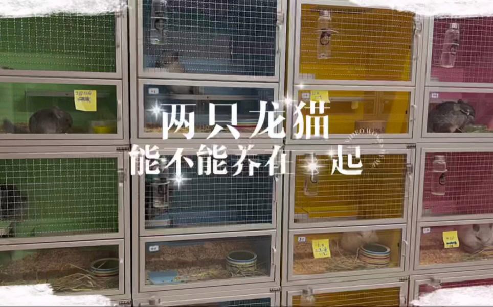 如何判斷龍貓是否適合合籠？，如何判斷龍貓是否適合合籠