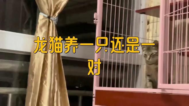 如何判斷龍貓是否適合合籠？，如何判斷龍貓是否適合合籠