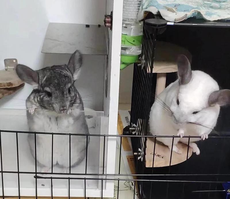 如何判斷龍貓是否適合合籠？，如何判斷龍貓是否適合合籠