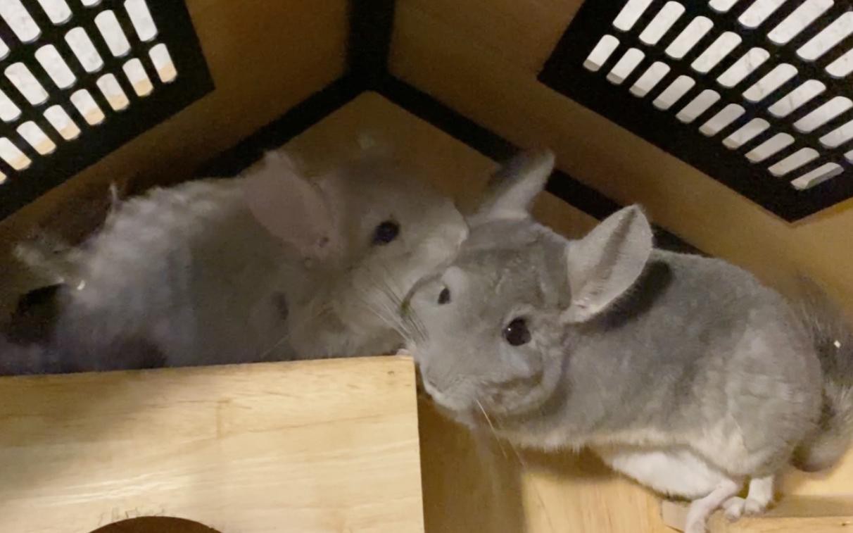 如何判斷龍貓是否適合合籠？，如何判斷龍貓是否適合合籠