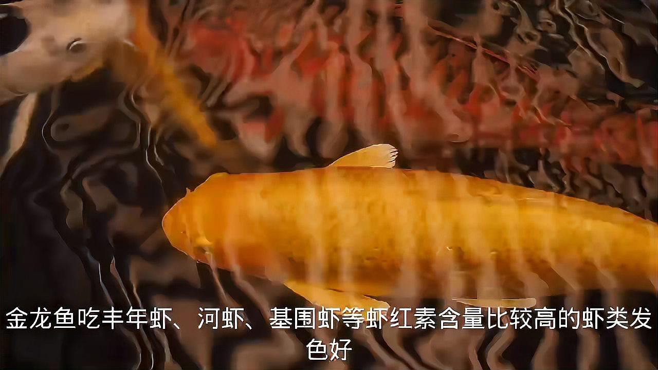 哪些食物有助于古典過背金龍的發色？，古典過背金龍的發色是有“法”可依的,千萬不要做錯了