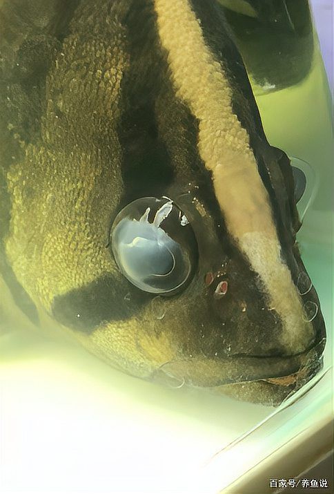 如何判斷龍魚眼睛白膜是否嚴重？，《如何判斷龍魚眼睛白膜是否嚴重》魚蒙眼最快治好3步搞定