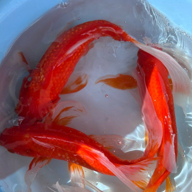 景德鎮魚缸批發市場，景德鎮陶瓷魚缸什么品牌質量好景德鎮陶瓷魚缸批發大市場作文