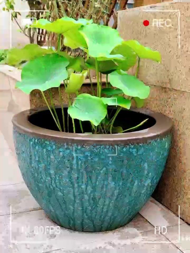 景德鎮魚缸批發市場，景德鎮陶瓷魚缸什么品牌質量好景德鎮陶瓷魚缸批發大市場作文