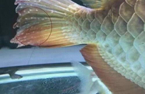 古典金龍魚繁殖成功率高嗎？，為什么龍魚價格那么貴繁殖難是關鍵 古典金龍魚繁殖成功率高嗎？，為什么龍魚價格那么貴繁殖難是關鍵 龍魚百科 第4張
