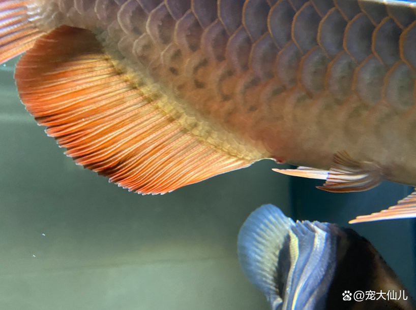 如何判斷龍魚肛門鼓起是否嚴重？，如何判斷龍魚肛門鼓起的嚴重程度