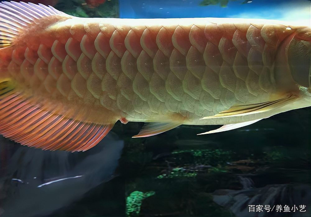 如何判斷龍魚肛門鼓起是否嚴重？，如何判斷龍魚肛門鼓起的嚴重程度