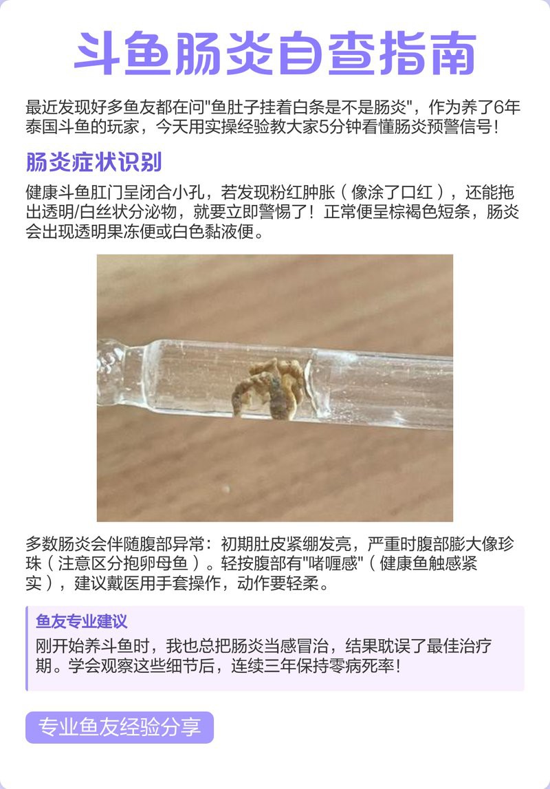 如何判斷龍魚肛門鼓起是否嚴重？，如何判斷龍魚肛門鼓起的嚴重程度