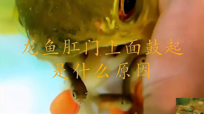 如何判斷龍魚肛門鼓起是否嚴重？，如何判斷龍魚肛門鼓起的嚴重程度