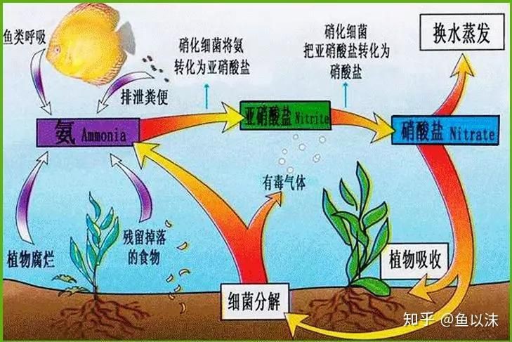 魚缸的細菌會傳染給人嗎，《魚缸的細菌會傳染給人嗎》魚缸的細菌會傳染給人嗎