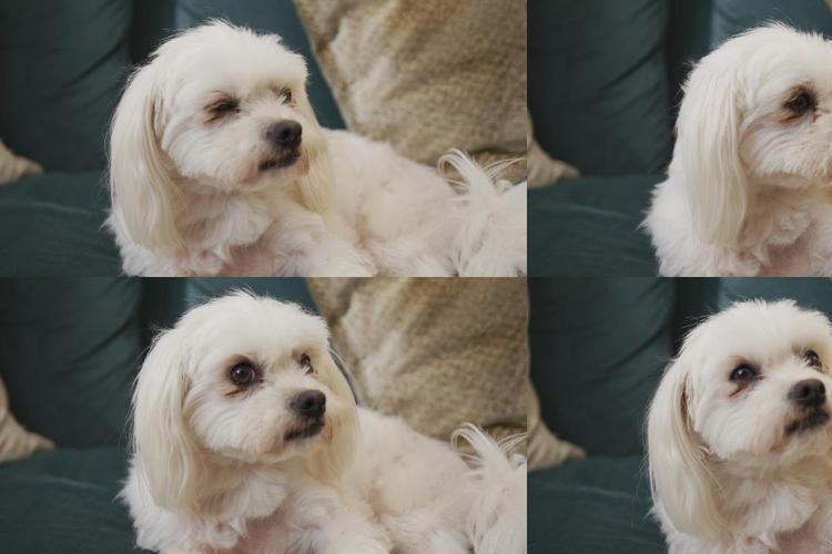 古典金龍七鰭能否手術(shù)修復(fù)？，古典金龍七鰭修復(fù)需要多長時間？