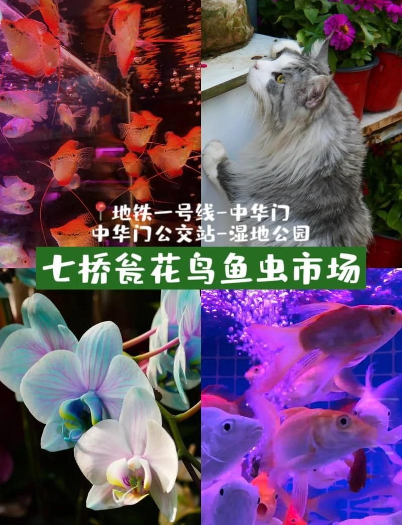 南京魚缸批發市場，南京魚缸批發市場分析