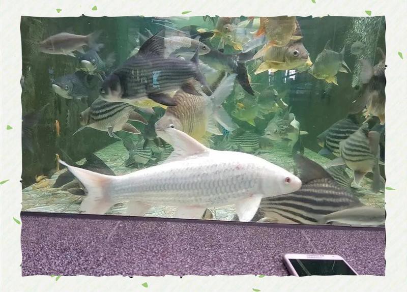 七鯉魚圖片大全大圖，“七鯉”藝術大全