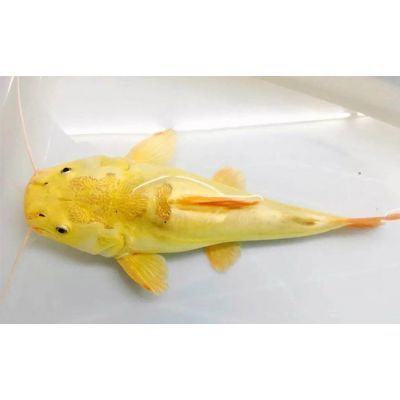 三明魚缸定做，三明地區(qū)的魚缸定做服務(wù)展現(xiàn)出多樣化與專業(yè)化的特點(diǎn)