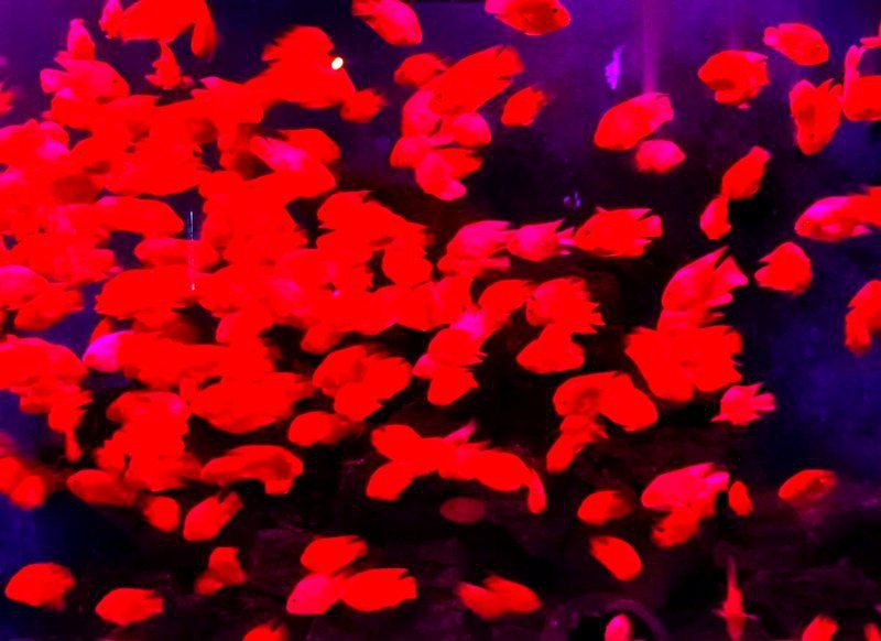 贛州水族館，贛州極地海洋世界