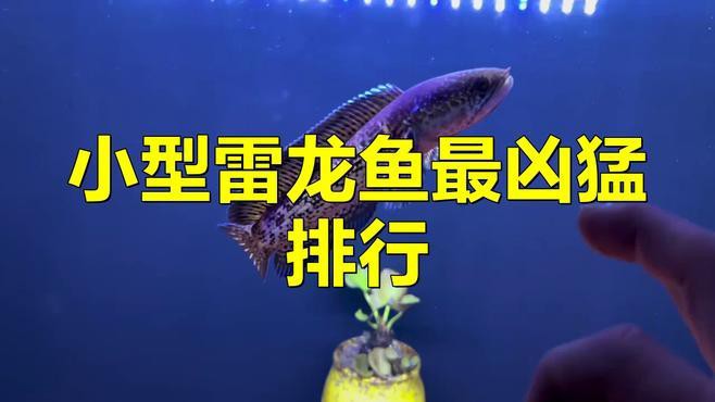 十大最好看的雷龍魚中哪種最兇？，十大最兇猛雷龍魚排名趙老師星火課堂02:15十大最兇猛雷龍魚排名