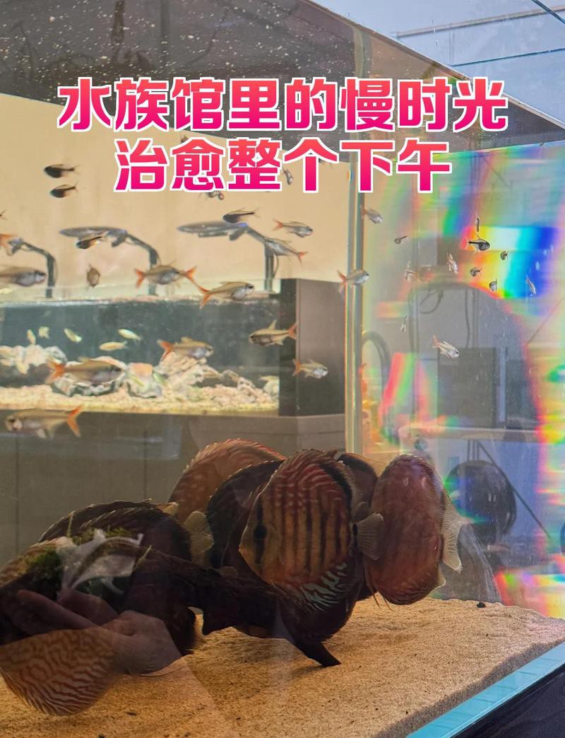 太仆寺水族店，關于太仆寺水族店