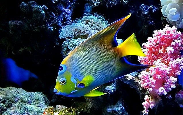 如何預防龍魚鰓蓋白色絮狀物？，《如何預防龍魚鰓蓋白色絮狀物》